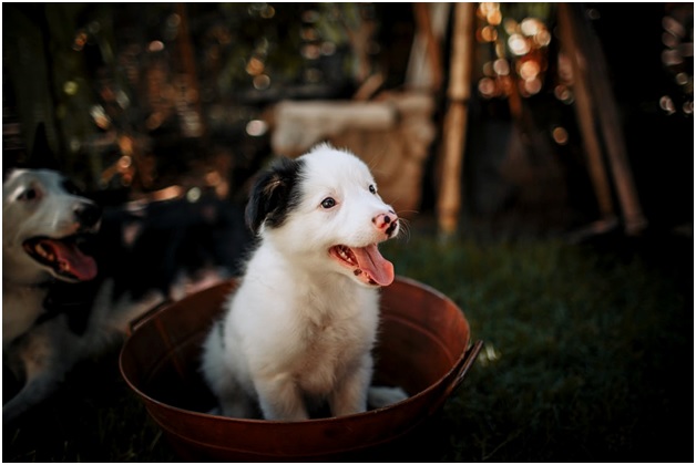 CBD for pets